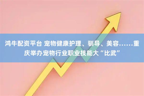 鸿牛配资平台 宠物健康护理、驯导、美容……重庆举办宠物行业职业技能大“比武”